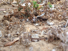 Chimarocephala pacifica