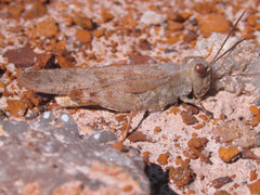 Trimerotropis sparsa