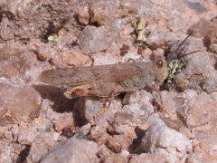 Trimerotropis sparsa