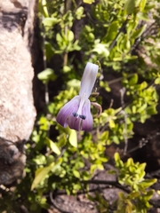 Chorisochora transvaalensis