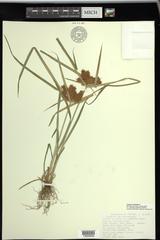 Cyperus odoratus squarrosus