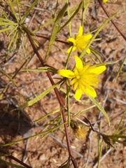 Geigeria burkei