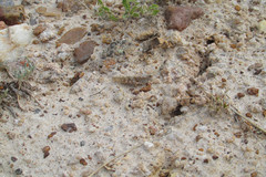 Trimerotropis sparsa