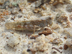 Trimerotropis sparsa