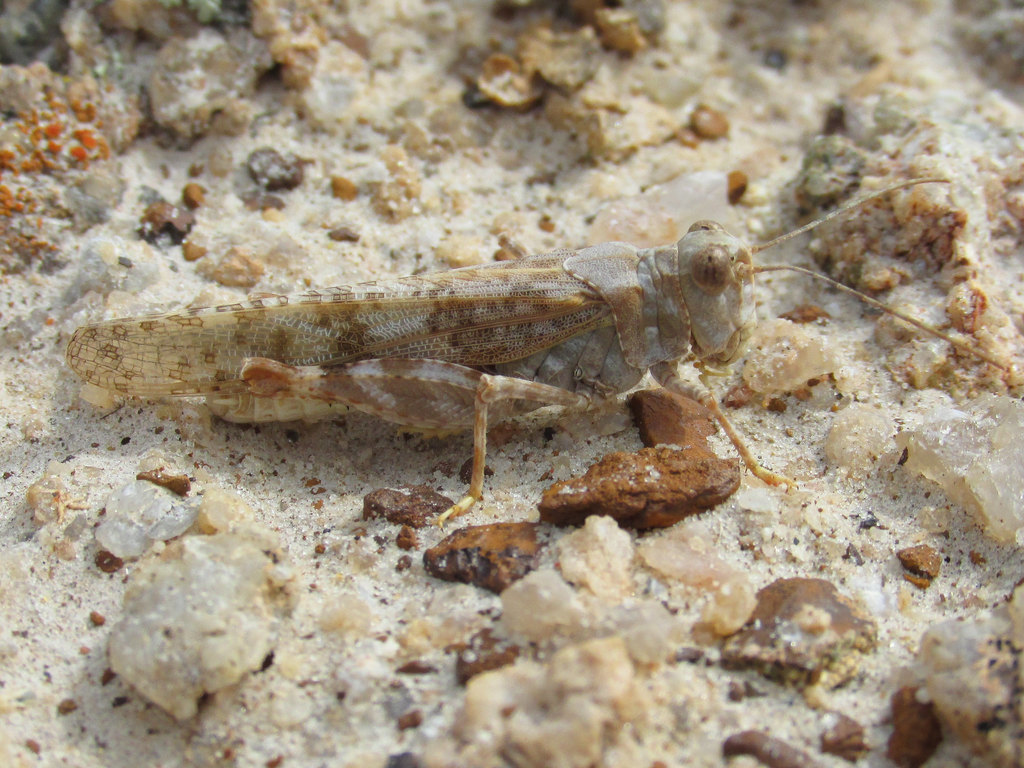 Badlands Grasshopper