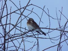 Turdus pilaris