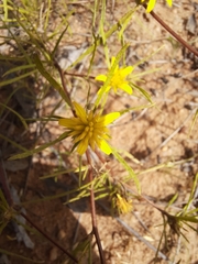 Geigeria burkei