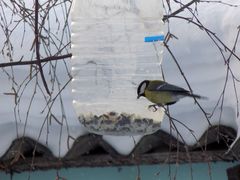 Parus major