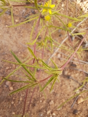 Geigeria burkei