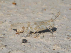 Trimerotropis sparsa