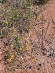 Geigeria burkei
