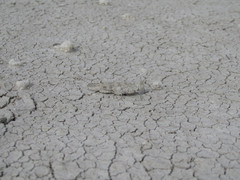 Trimerotropis sparsa