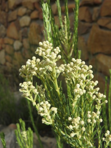 Image of Phylica rigidifolia by (c) Tony Rebelo, some rights reserved (CC BY-SA)