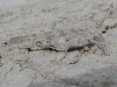 Trimerotropis sparsa
