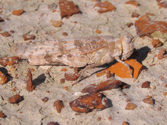 Trimerotropis sparsa