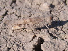 Trimerotropis sparsa