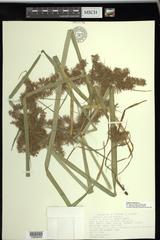 Cyperus odoratus squarrosus