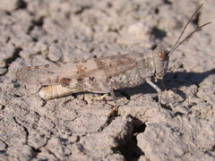 Trimerotropis sparsa
