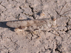 Trimerotropis sparsa