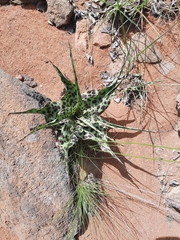 Ledebouria inquinata