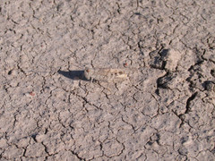 Trimerotropis sparsa