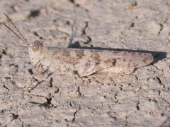 Trimerotropis sparsa