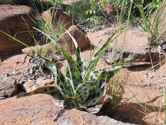 Ledebouria inquinata