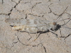 Trimerotropis sparsa