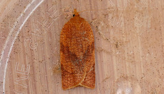 Aphelia alleniana