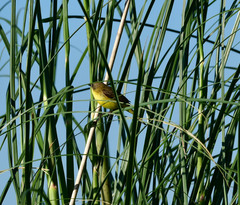 Pseudocolopteryx citreola