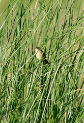 Spartonoica maluroides