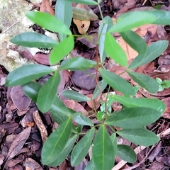 Pithecellobium keyense