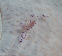 Ancylomenes sarasvati