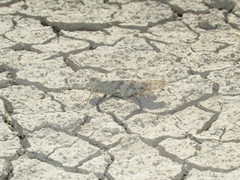 Trimerotropis sparsa