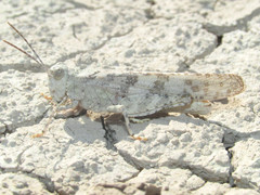Trimerotropis sparsa
