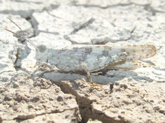 Trimerotropis sparsa