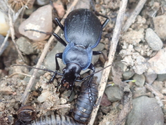 Carabus pseudomonticola