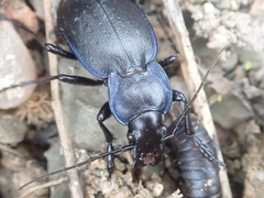 Carabus pseudomonticola