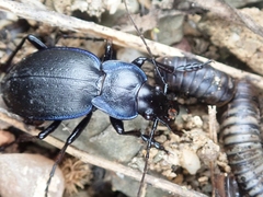 Carabus pseudomonticola