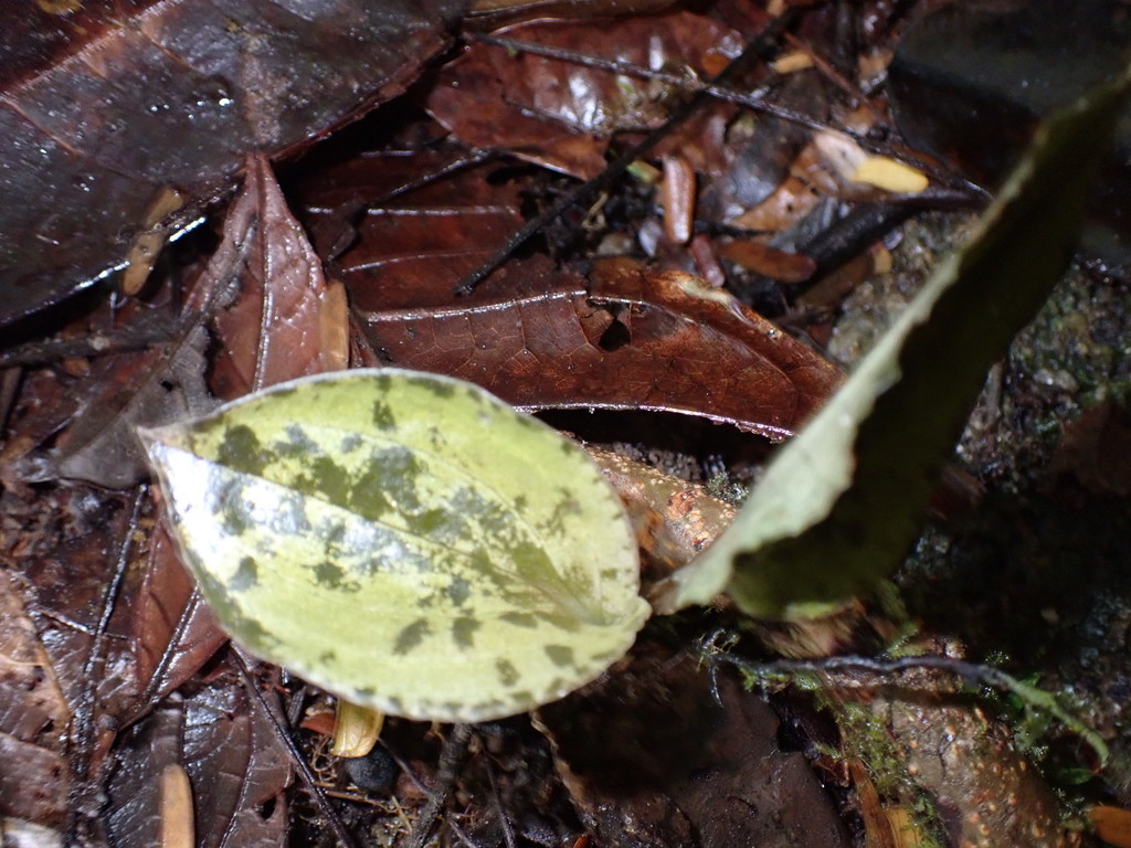 Pelexia delicatula