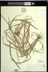 Cyperus odoratus squarrosus