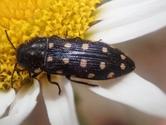 Acmaeodera degener