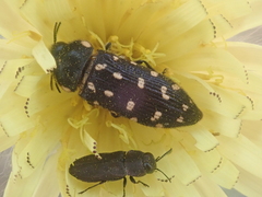 Acmaeodera degener