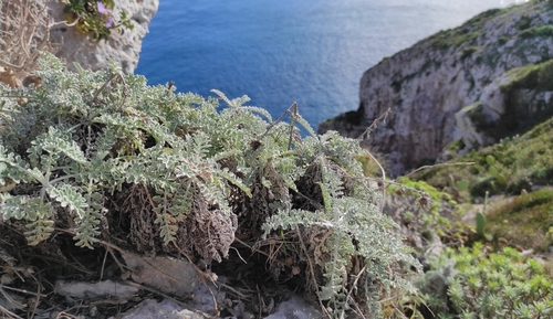Centaurea leucadea · iNaturalist