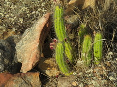 Cleistocactus samaipatanus
