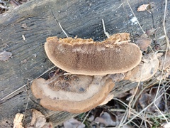 Gloeophyllum trabeum