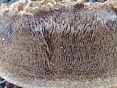 Gloeophyllum trabeum