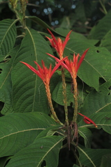 Aphelandra crenata