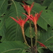 Aphelandra pilosa Leonard
