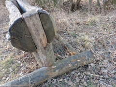 Gloeophyllum trabeum